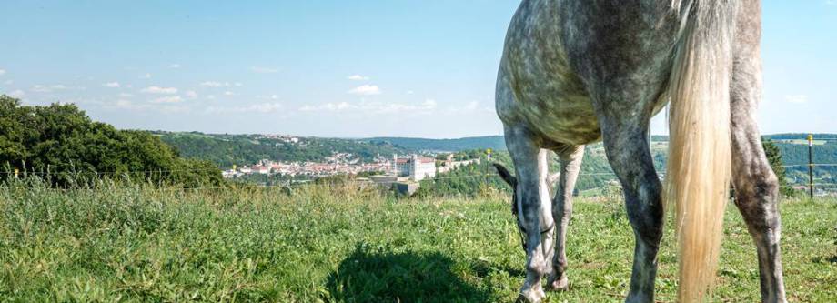 Pferd auf der Weide
